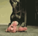 Humping Dog